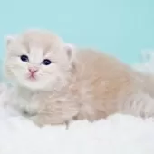 サイベリアン【東京都・男の子・2025年10月18日・クリームタビー&ホワイト】の写真7