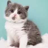 サイベリアン【東京都・男の子・2024年11月24日・ブルー&ホワイト】の写真7