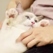 ラグドール【東京都・男の子・2025年6月5日・ブルーポイントバイカラー】の写真4