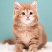 サイベリアン【東京都・女の子・2025年4月2日・レッドタビー&ホワイト】の写真7