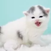 サイベリアン【東京都・男の子・2025年10月13日・ブルー&ホワイト】の写真7