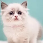 ラグドール【東京都・男の子・2024年12月16日・ブルーポイントバイカラー】の写真7