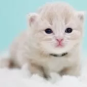 サイベリアン【東京都・男の子・2025年10月18日・クリームタビー&ホワイト】の写真8