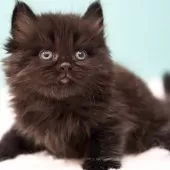 サイベリアン【東京都・男の子・2024年12月14日・ブラックスモーク】の写真8