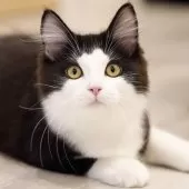 サイベリアン【東京都・男の子・2025年4月9日・ブラック&ホワイト】の写真8