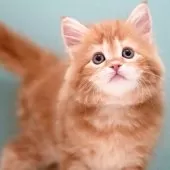 サイベリアン【東京都・女の子・2025年4月2日・レッドタビー&ホワイト】の写真8