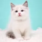 ラグドール【東京都・男の子・2025年10月7日・ブルーポイントバイカラー】の写真8