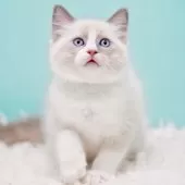 ラグドール【東京都・男の子・2025年10月4日・ブルーポイントバイカラー】の写真8