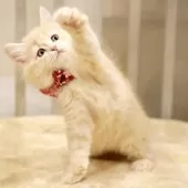 サイベリアン【東京都・女の子・2026年1月28日・クリームタビー&ホワイト】の写真8