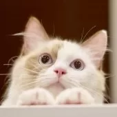 ラグドール【東京都・女の子・2025年3月31日・シールトーティーシェルポイントバイカラー】の写真9