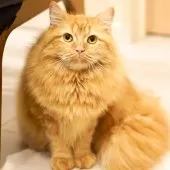 サイベリアン【東京都・女の子・2024年3月25日・レッドタビー】の写真8