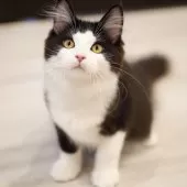 サイベリアン【東京都・男の子・2025年4月9日・ブラック&ホワイト】の写真9