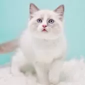 ラグドール【東京都・男の子・2025年10月4日・ブルーポイントバイカラー】の写真9