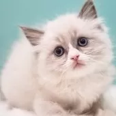 ラグドール【東京都・男の子・2024年12月16日・ブルーポイントバイカラー】の写真9