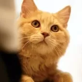 サイベリアン【東京都・男の子・2024年11月6日・クリームタビー】の写真9