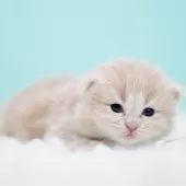 サイベリアン【東京都・男の子・2025年10月18日・クリームタビー&ホワイト】の写真9