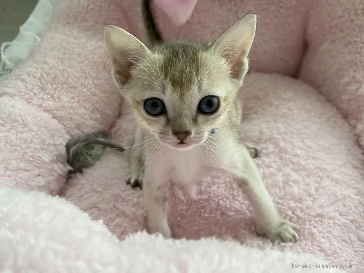 ID：2103-01307の子猫