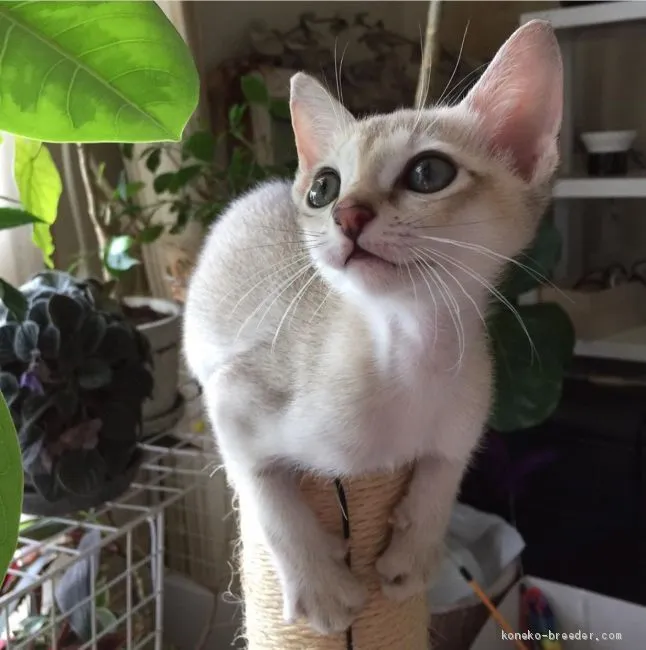式部 様のお迎えした子猫