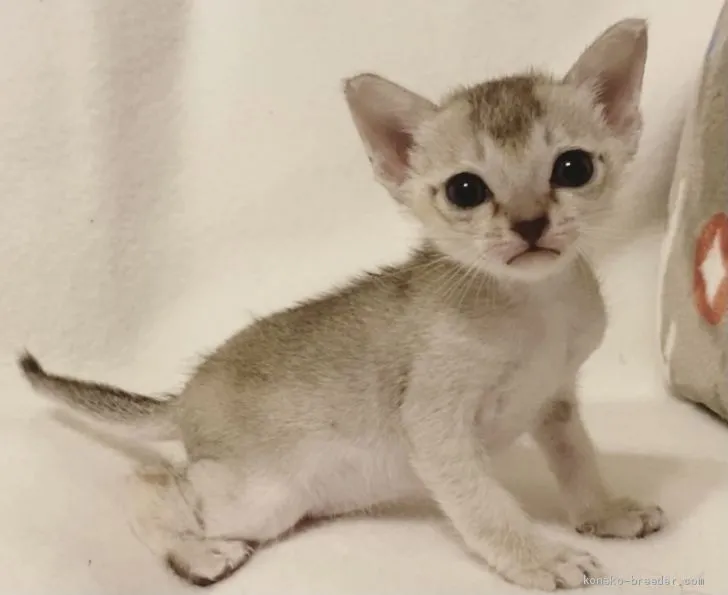 ID：2011-00720の子猫