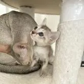 シンガプーラ【京都府・男の子・2022年8月1日・セピアアグーティ】の写真5