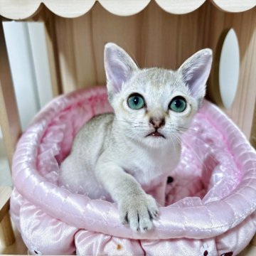 シンガプーラ【京都府・女の子・2025年3月27日・セピアアグーティ】の写真「愛らしい女の子！パパはTICA最高峰SGC🏅」