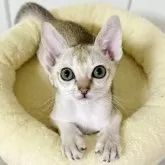 シンガプーラ