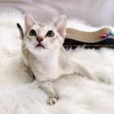 シンガプーラ