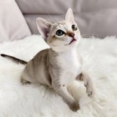 シンガプーラ