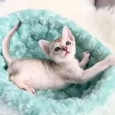 シンガプーラ