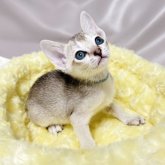 シンガプーラ