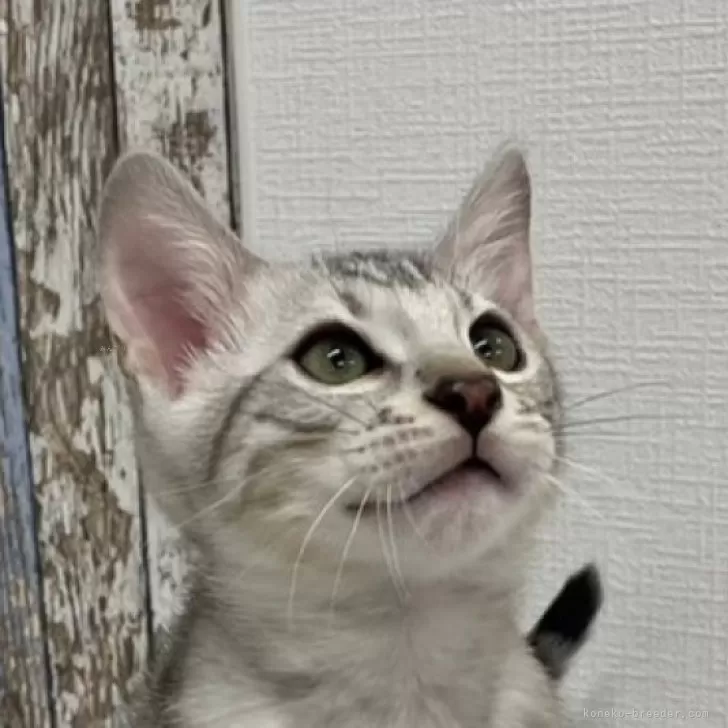 ID:2401-00555の子猫