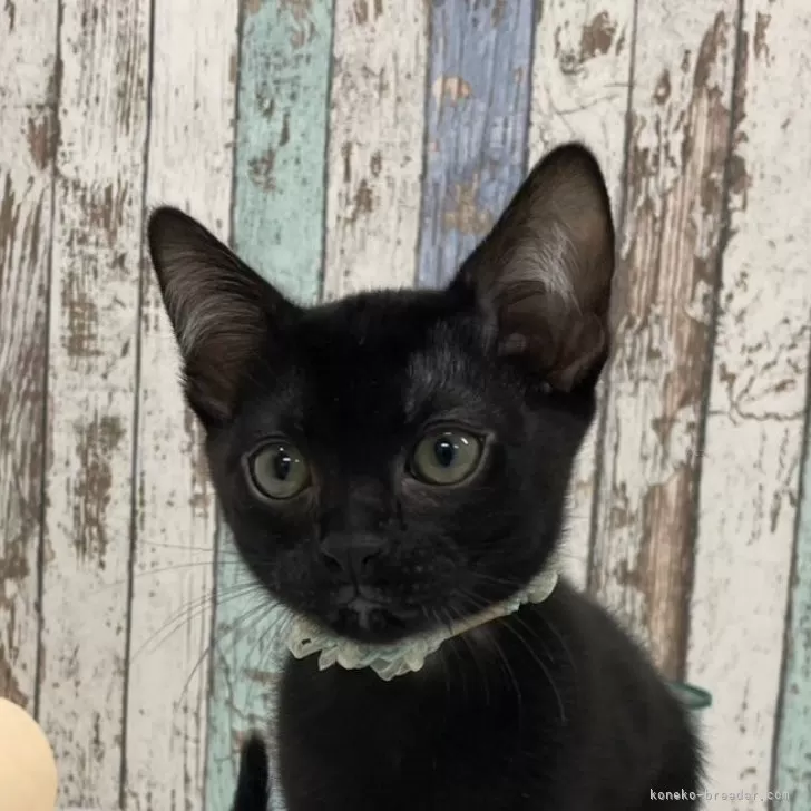 ID：2401-00596の子猫