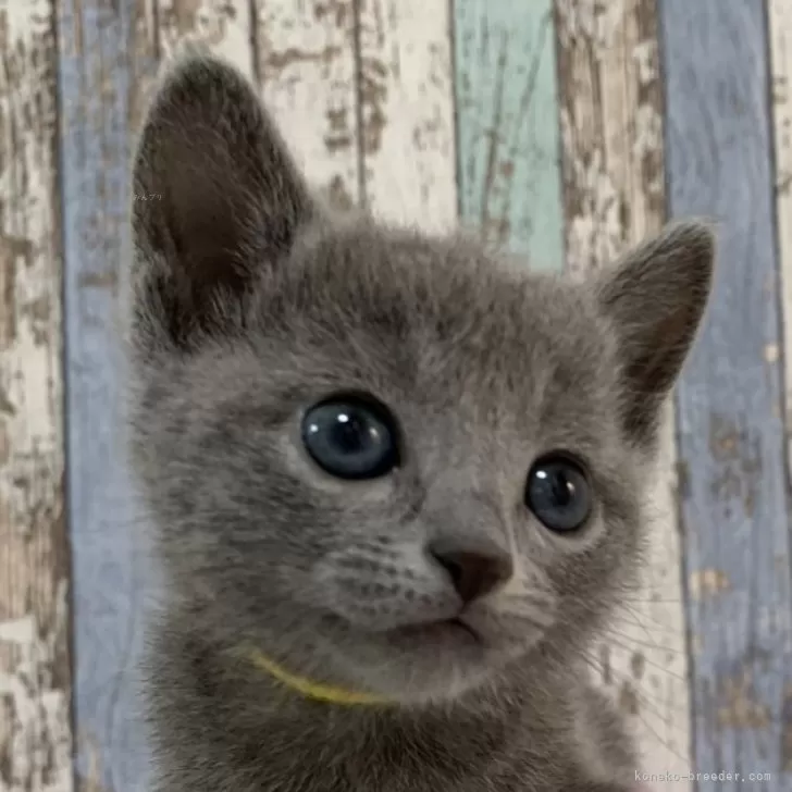 ID：2404-02371の子猫