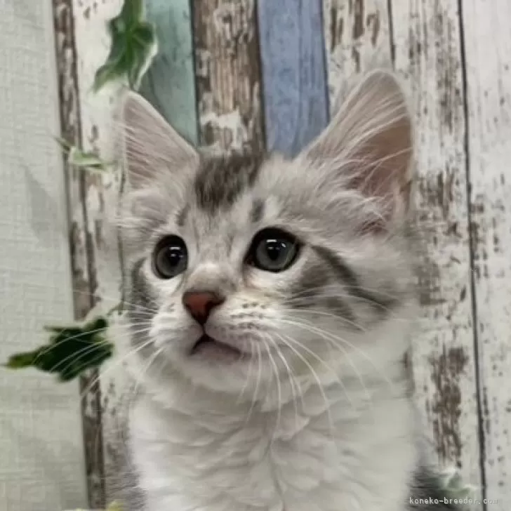 ID:2410-02467の子猫