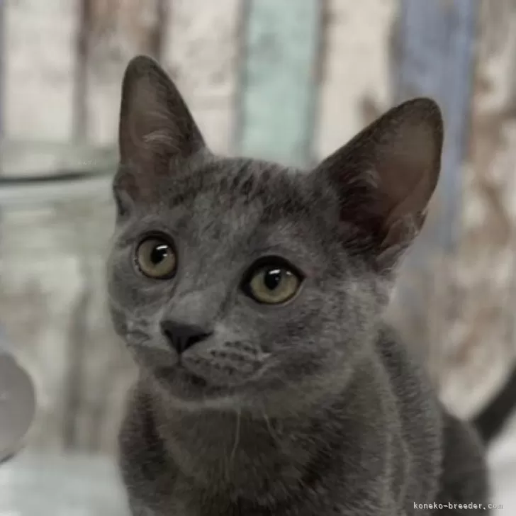 ID:2312-01936の子猫