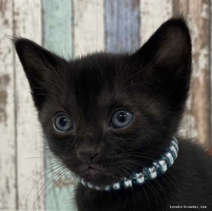 cat_img_1_cbc3322a3653.jpg