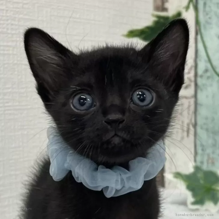 ID：2411-00230の子猫