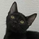 ボンベイ【北海道・女の子・2024年1月15日・ブラック】の写真1「まあるいお顔の美人さん♪」