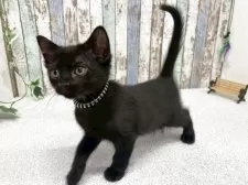 ボンベイ【北海道・男の子・2025年9月5日・ブラック】の写真3