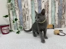 ロシアンブルー【北海道・女の子・2024年12月10日・ブルー】の写真11「顔つきも大人っぽくなって来ました♪」