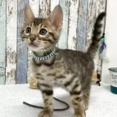 ベンガル【北海道・男の子・2025年9月3日・ブラウン・スポテッドタビー(ロゼット)】の写真4