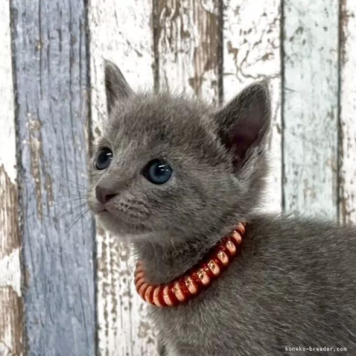 S.Y 様のお迎えした子猫