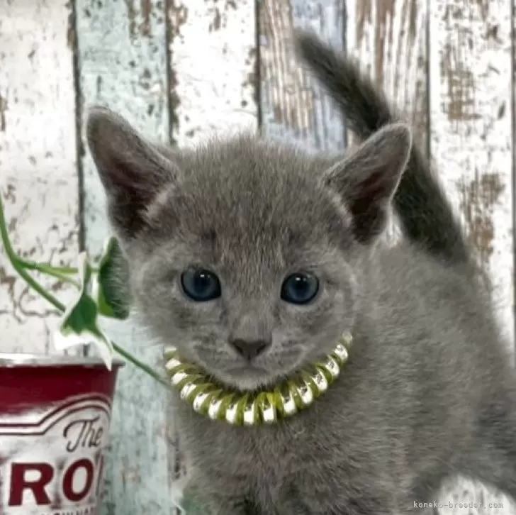 ID:2505-00096の子猫