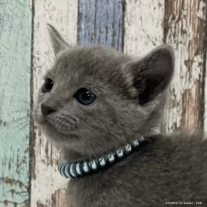 ID：2501-01454の子猫