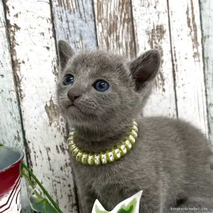 T.N 様のお迎えした子猫