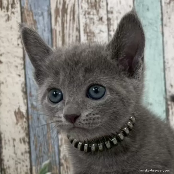 H.M 様のお迎えした子猫