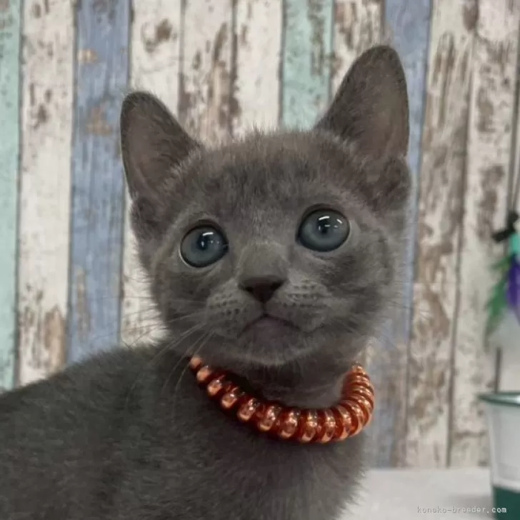 ID：2504-02233の子猫