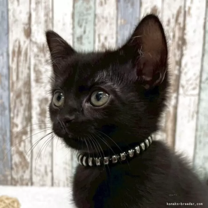 ボンベイ【北海道・男の子・2025年9月5日・ブラック】の写真1