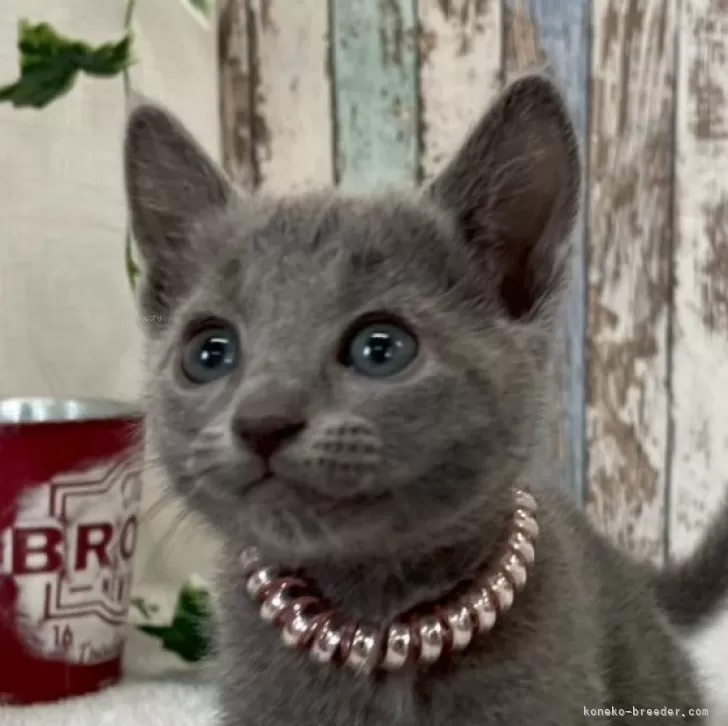 ID：2504-01095の子猫