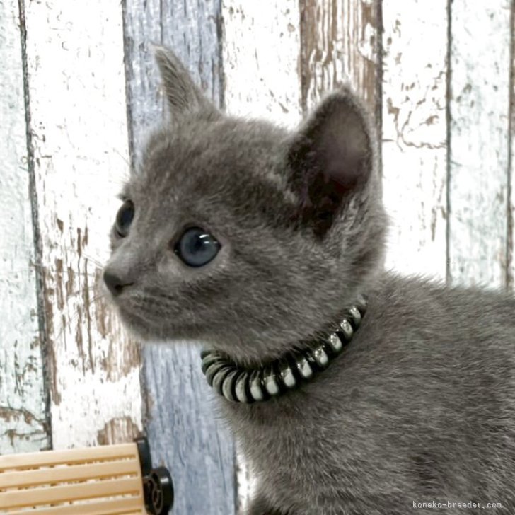 ロシアンブルー cat_img_1_thumb_mob_08e12e2e64